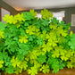 Pen - Four Leaf Clover Shamrock St. Patricks Day
